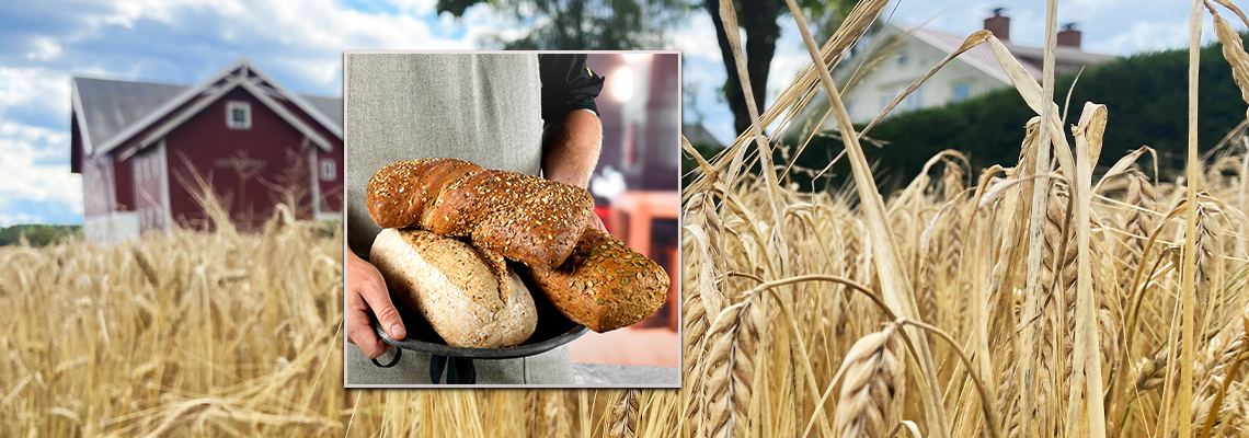Korn og brød er plantemat og klimavennlig